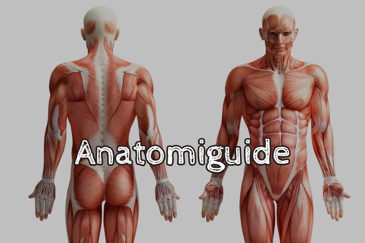 Anatomiguide - Motion
